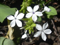 Plumbago zeylanica